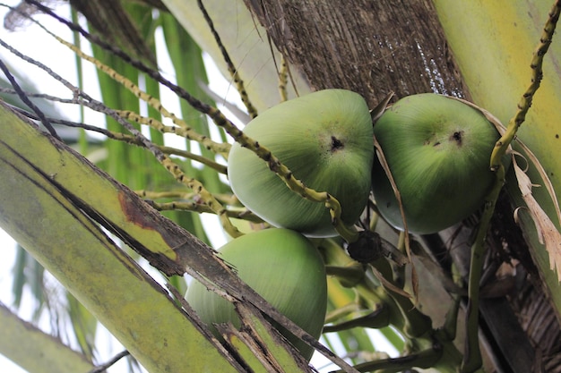 Piękne zielone owoce kokosowe na drzewie