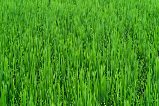 Piękne zielone pole ryżowe na tle