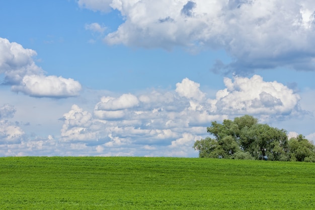 Piękne Zielone Pole Z Białymi Chmurami