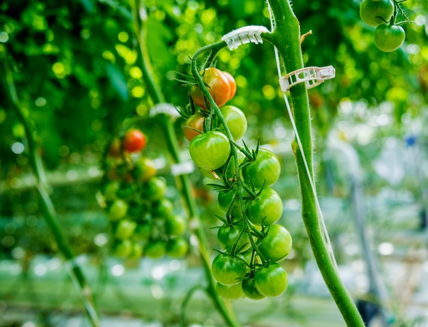 Piękne zielone pomidory uprawiane w szklarni.
