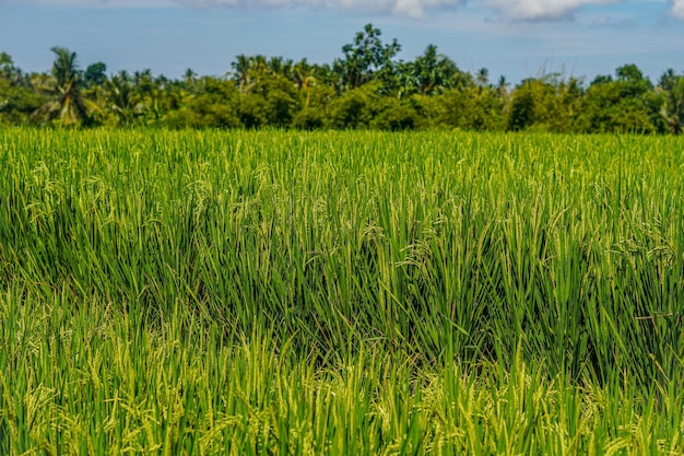 piękne zielone rośliny ryżowe pola ryżowe natura w Tabanan, Bali zdjęcie premium