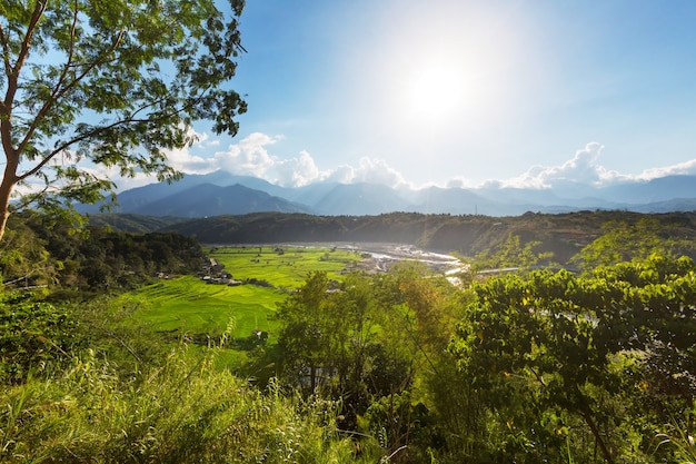 Piękne zielone tarasy ryżowe na Filipinach. Uprawa ryżu na wyspie Luzon.