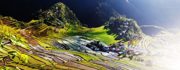 Piękne Zielone Tarasy Ryżowe Na Filipinach. Uprawa Ryżu Na Wyspie Luzon.