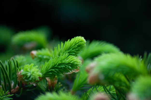 Piękne zielone tło naturalne