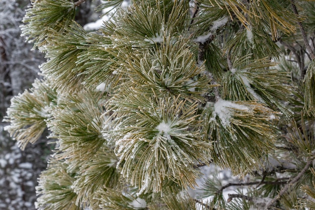 Piękne zimowe iglaste gałęzie pokryte szronem i śniegiem