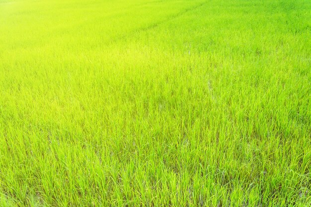 Piękne złoto-zielone pole nasion ryżu niełuskanego Kłos ryżu