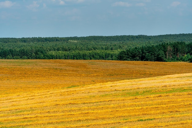 Piękne żółte i złote pole na tle błękitnego nieba Okres żniw pszenicy i innych upraw Rolnictwo w ekologicznie czystym miejscu Tapeta z naturą