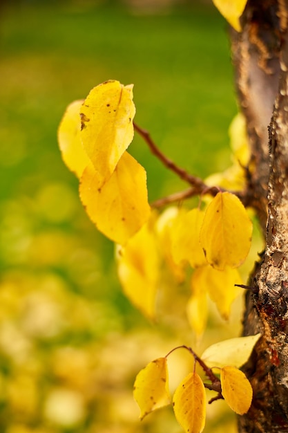 Piękne żółte jesienne liście tło wietrzne drzewa na zewnątrz światło słoneczne kopia przestrzeń