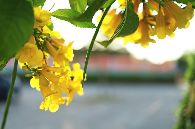 Piękne żółte kwiaty kwitnące i orzeźwiające w naturze.