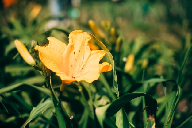 Piękne żółte kwiaty Lilium przeciwko świeżych zielonych liści