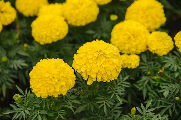 Piękne żółte kwiaty na kwietniku w miejskim parku Kwiaty nagietka rosną blisko siebie Kształtowanie terenu Naturalne tło