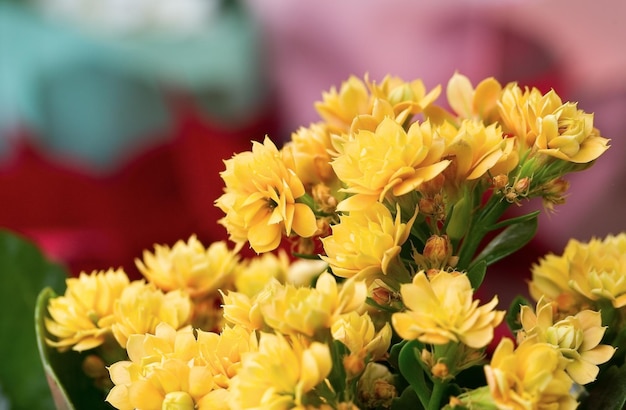 Piękne żółte kwiaty na rozmytym tle