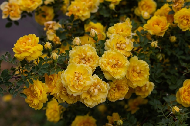 Piękne żółte kwiaty róży herbacianej na gałęziach w ogrodzie