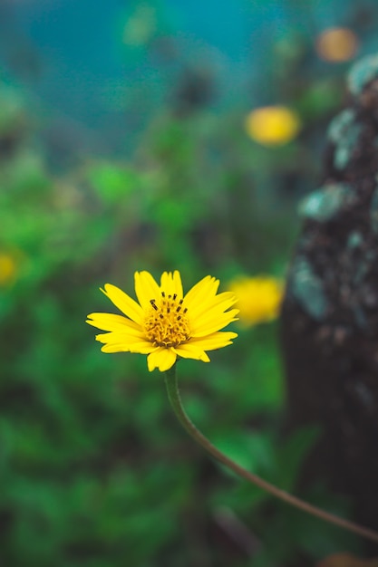 Zdjęcie piękne żółte kwiaty stokrotki, mała żółta gwiazda.