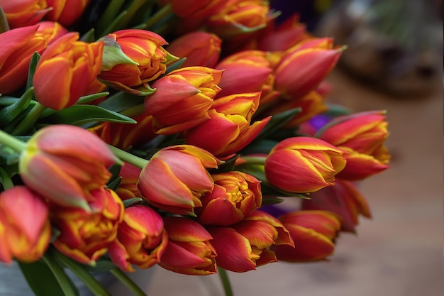 Piękne żółte kwiaty tulipanów na niewyraźnym tle