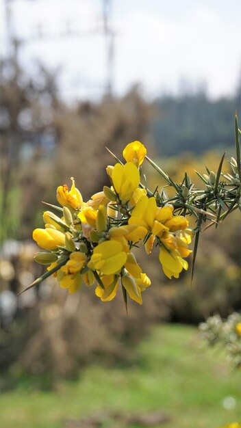 Piękne żółte kwiaty Ulex europaeus znanego również jako Gorse