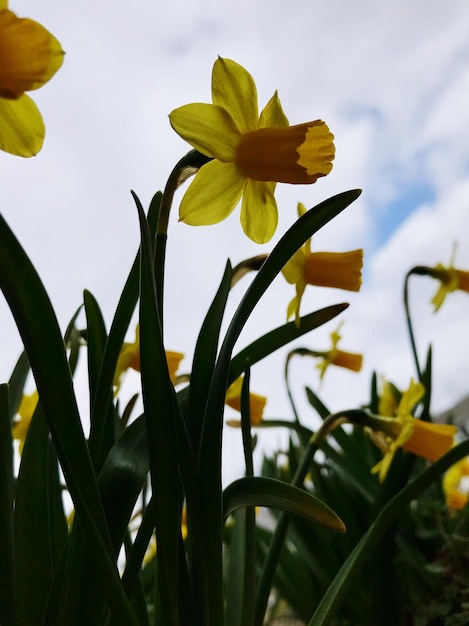 Zdjęcie piękne żółte kwiaty wiosną