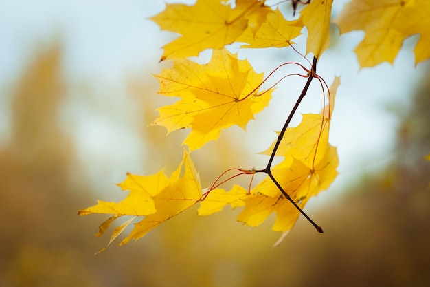 piękne żółte liście klonu w jesiennym zbliżeniu