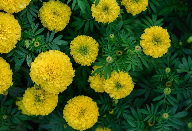 Piękne żółte nagietki kwitną w tle natury kwiatu ogrodu