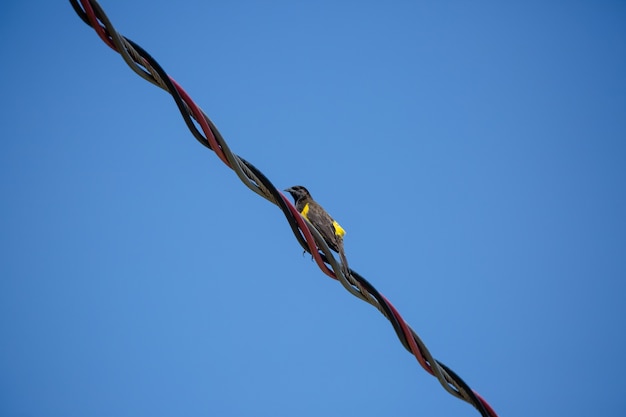 Piękne żółte ptaki na słupie z drutu wysokiego napięcia