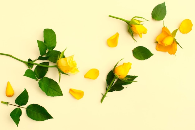 Piękne żółte Róże Z Zielonymi Liśćmi I Płatkami Na żółto