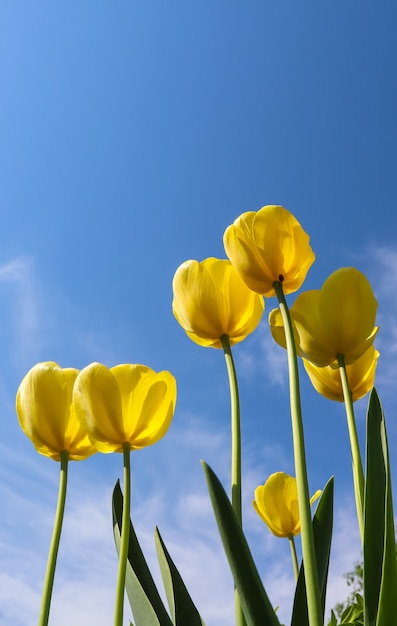 Piękne żółte tulipany wiosną na tle błękitnego nieba z chmurami kwiatowymi w tle
