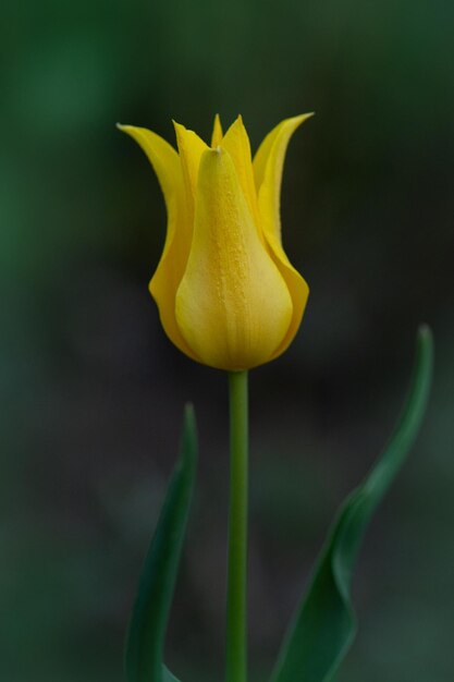 Piękne żółte tulipany Żółte pole tulipanów Żółty tulipan na zielonym tle