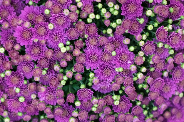 piękne żywe fioletowe kwiaty chryzantemy, miękkie selektywne focus