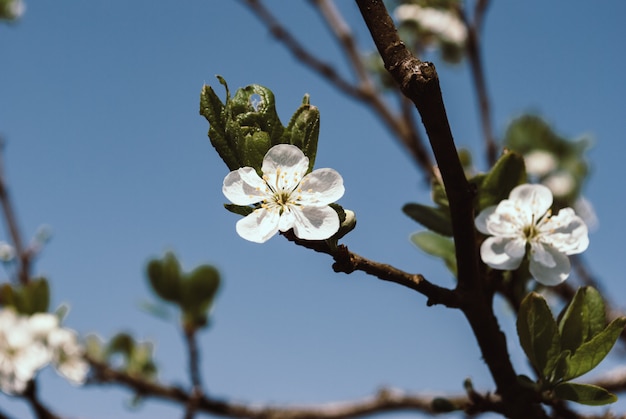 Pięknej kwiecistej wiosny abstrakcjonistyczny tło natura. Gałęzie