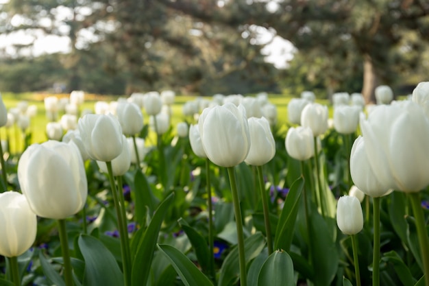Piękni biali tulipany kwitną kwitnienie w ogródzie.