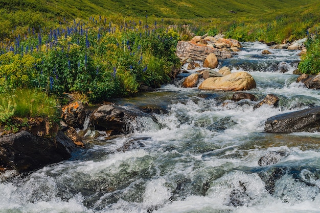 Piękni Błękitni Kwiaty Blisko Halnej Zatoczki. Duże Głazy W Zbliżeniu Szybkiego Strumienia Wody. Rzeka Rapids Z Lato. Szybki Przepływ W Pobliżu Mokrych Kamieni. Czystych Fal. Bogata Flora Wyżyn.