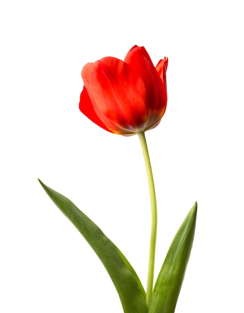Piękni czerwoni tulipany i płatki na bielu