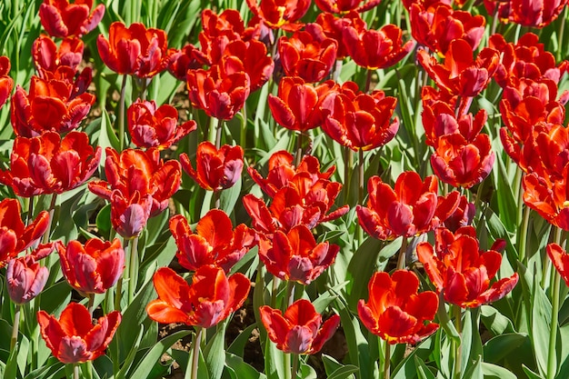 Piękni czerwoni tulipany kwitnie w ogródzie w wiośnie. Jasna wiosenna sceneria.