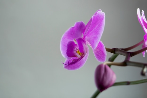 Piękni delikatni kwiaty Phalaenopsis orchidee na szarym tle.