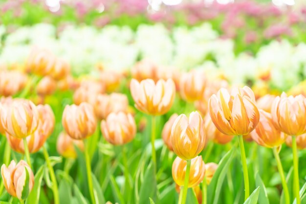 Piękni i kolorowi tulipany w ogródzie