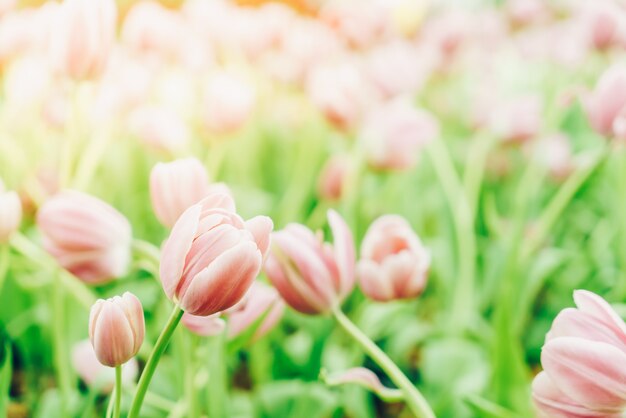 Piękni i kolorowi tulipany w ogródzie