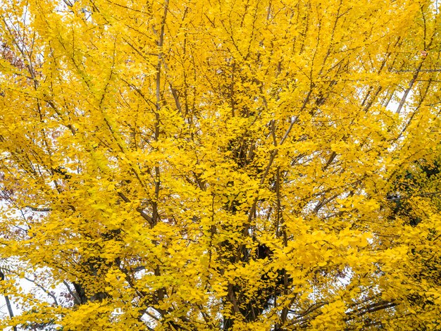 Piękni jesień liście w Japonia