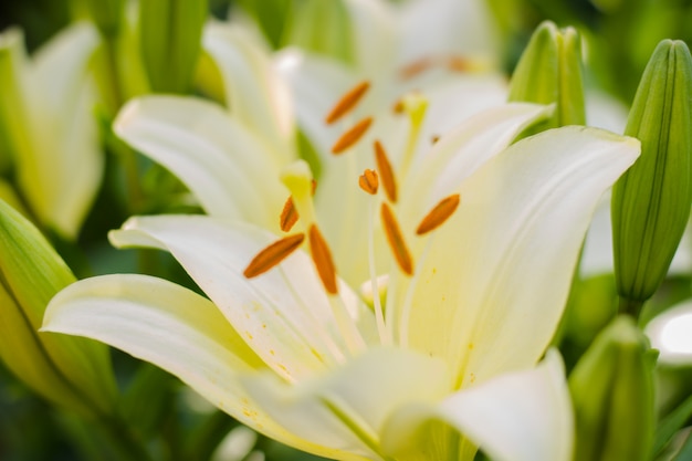 Piękni kwiaty biała leluja w zielonym ogródzie. Bukiety lilii