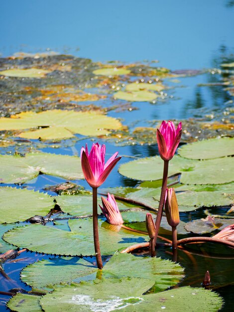 Piękni Natur Menchie Waterlily Kwiat, Lotosowy Kwiat Lub Lotos Roślina, Lotosowy Liść Na Wody Powierzchni W Jeziorze Lub Stawie