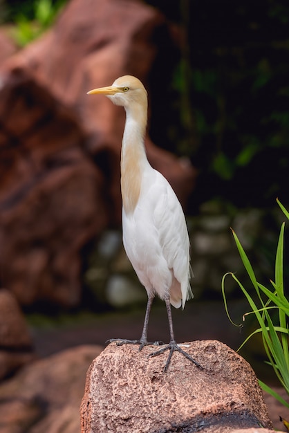 Piękni Ptaki Przy Tropikalnym Zoo