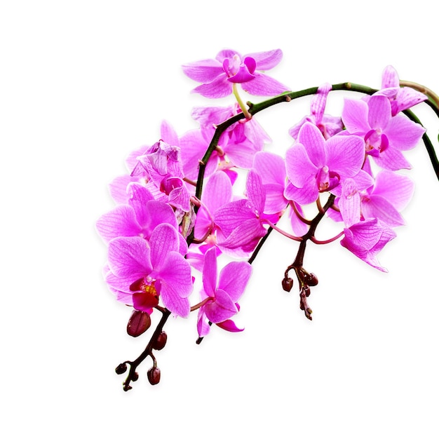 Piękni purpurowi Phalaenopsis orchidei kwiaty, odosobneni na białym tle z ścinek ścieżką