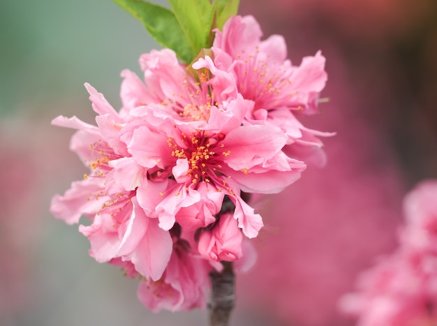 Piękni Różowi Sakura kwiaty w Japonia, Selekcyjna ostrość (Hikanzakura)