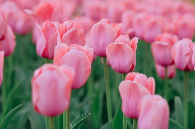 Piękni różowi tulipany kwitnie w ogródzie