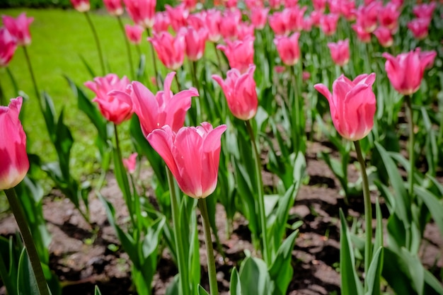 Piękni Różowi Tulipany W Ogródzie