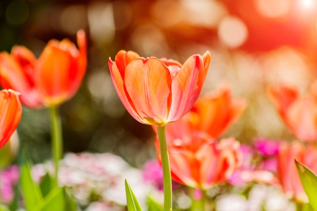 Piękni tulipany w tulipanu polu z bukieta tłem