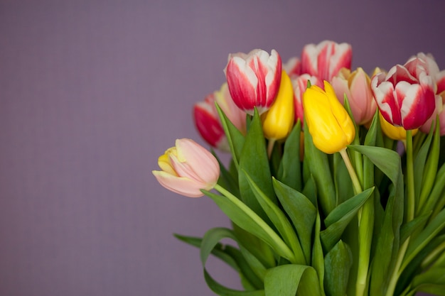 Piękni żółci i różowi tulipany na purpurowej ścianie, kopii przestrzeń.