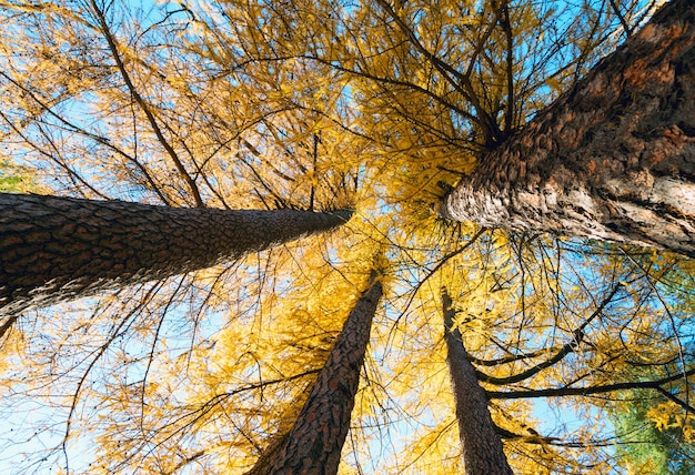 Zdjęcie piękni żółci modrzewiowi drzewa w jesień pogodnym lesie