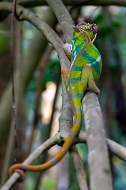 Zdjęcie pięknie kolorowy kameleon odwracający wzrok całkowicie na zoo zurych w szwajcarii