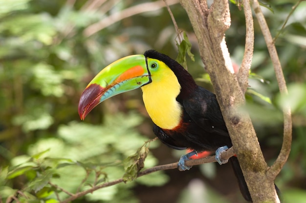 Pięknie kolorowy Tukan siedzi stowarzyszenia Leading drzewa tropikalnego lasu deszczowego