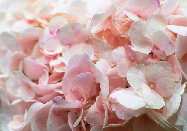 Pięknie kwitnąca delikatna różowa konsystencja kwiatów hortensji